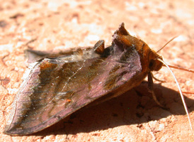 Unspotted Looper